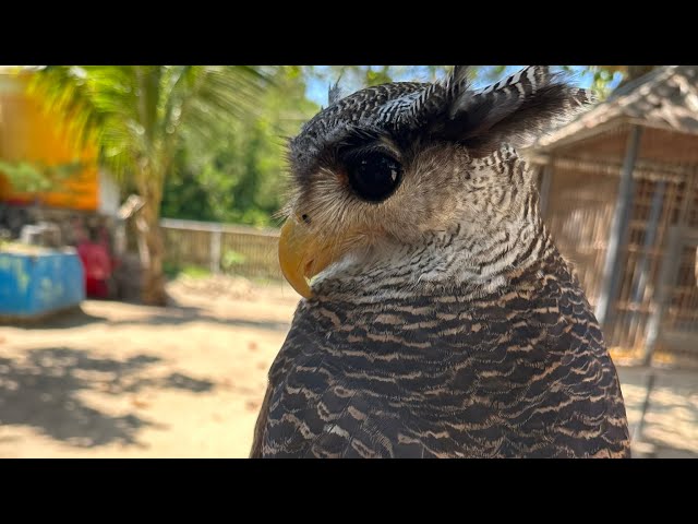 Giant Turtles, Iguanas, and Pythons! Hidden Mini Zoo in Bali?! 🐢🦉