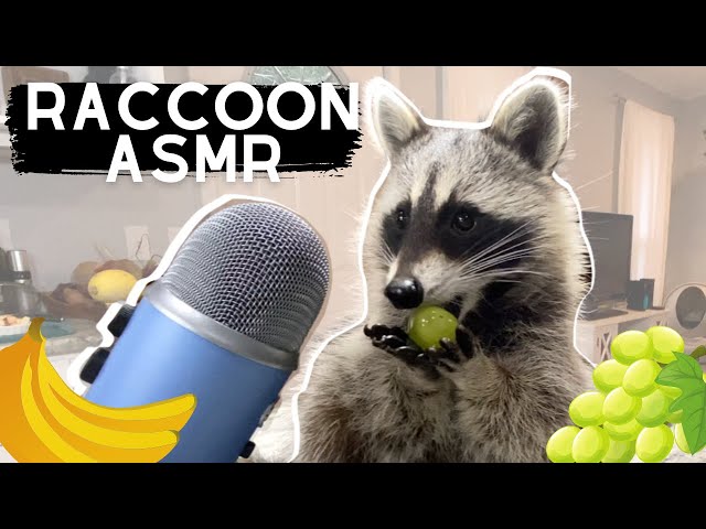 ASMR | Raccoon eating noises