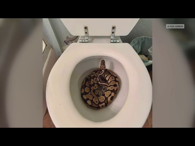 Orangevale woman finds 3-foot ball python inside her toilet