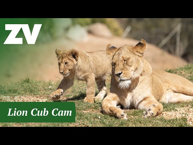 Lion cam at Werribee Open Range Zoo