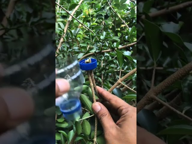 Simple air layering 🌳Using plastic bottles as media containers🍾#diy #garden #trees #plants
