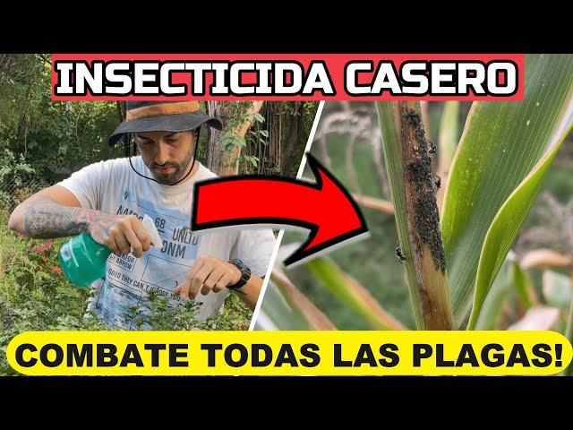 Plant PEST Killer | DIY Insecticide for Whiteflies, Ants, Aphids, and Mealybugs