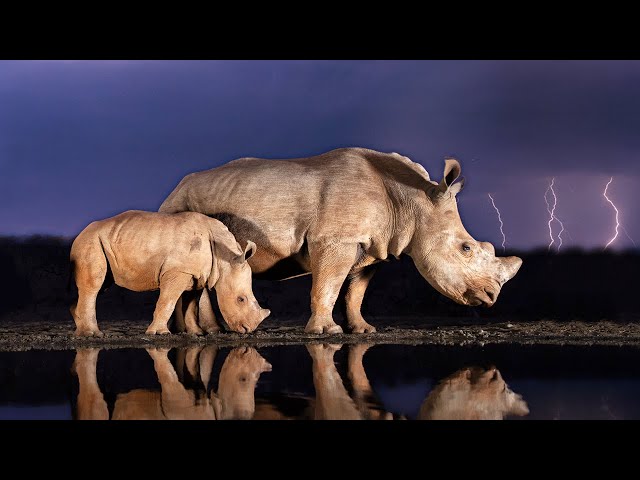 Kruger rain & thunder sounds | Lake Panic #4, KNP, South Africa - African night nature sounds 🌍141
