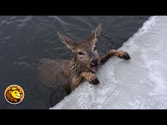 Man Pulls Exhausted Deer From Icy Stream ❤️