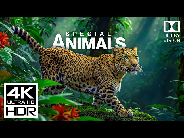 Incredible 4K Videos of Wildlife | 4K 60FPS HDR Dolby Vision