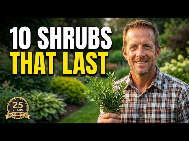 10 Shrubs I'll ALWAYS Use After 25 Years of Landscaping