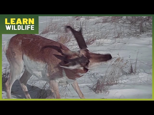 Pronghorn Antelope - America’s Fastest Survivor Born to Run