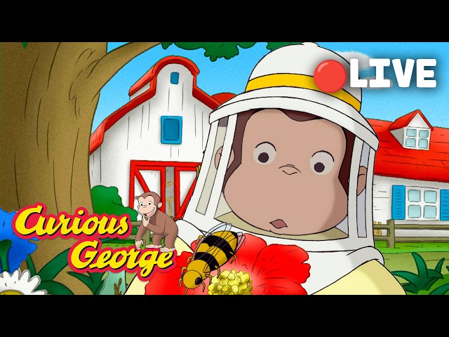 🔴 LIVE 🐵 Curious George's BUZZING Honey Adventure 🐝🍯🐻  + MORE Episode Clips! | Adventure & Play