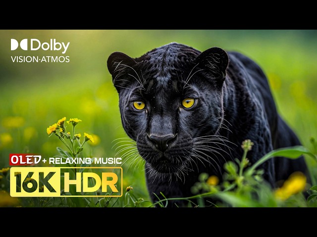 NO ONE SEEN THIS Dolby Vision OLED HDR Test 120fps | 16K Animals and Nature Relaxing for 8K/4K TV