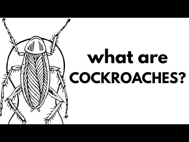 What Are Cockroaches?