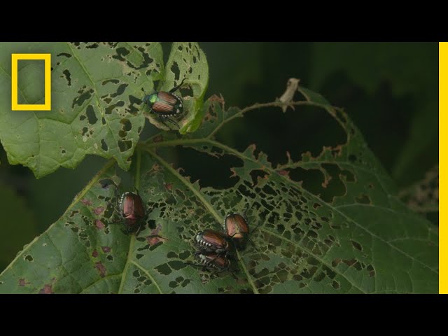 Invasive Species 101 | National Geographic