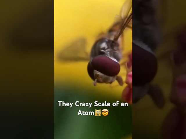 The Crazy Emptiness of Atoms ⚛️ #atoms #scientificjourney