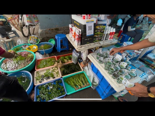 Aquarium Plants Price In Kolkata | Aquarium Accessories In Galiff Street | Turtle, Betta Tank, co2