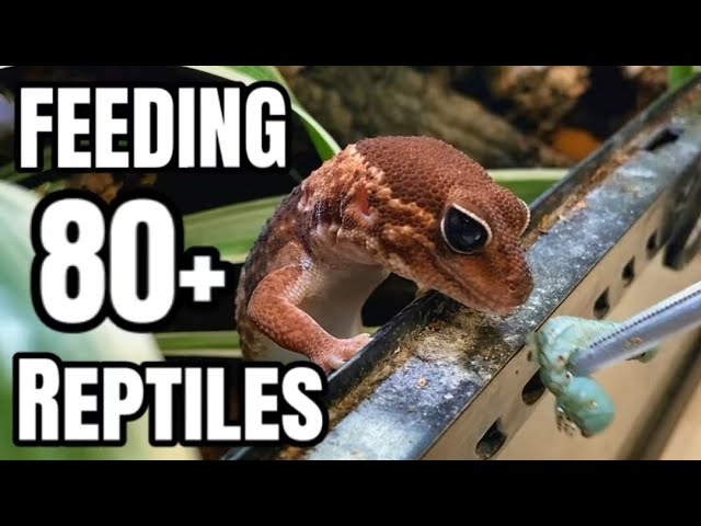 Feeding All My Reptiles and Amphibians (mostly)