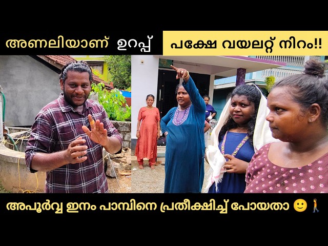 When they said it was a violet-colored viper!!😬🐍🔥 SNAKE MANIAC | SNAKE | VIPER | PYTHON