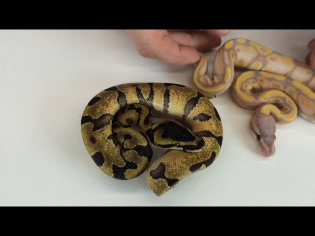 2016 Ball Python Hatching Video 8