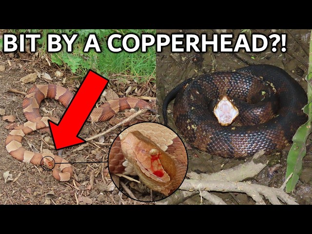 New Species from a New Property + 36 Snakes in One Night!