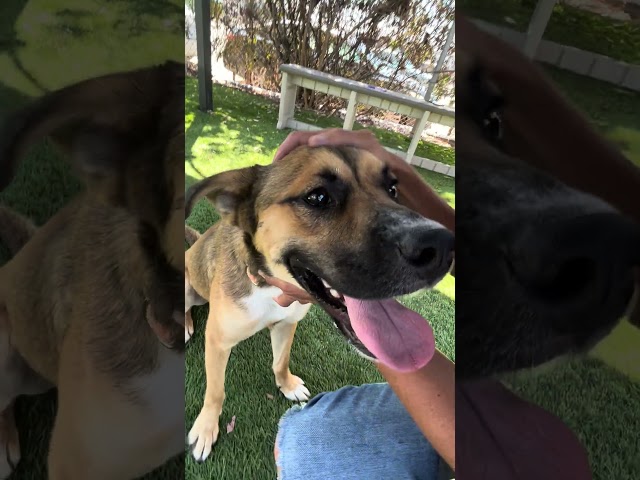NEW A5720267 Junji | Shepherd Mix