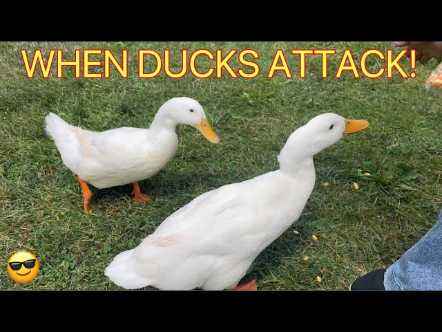 SPACE FARMS ZOO & MUSEUM - Better than expected