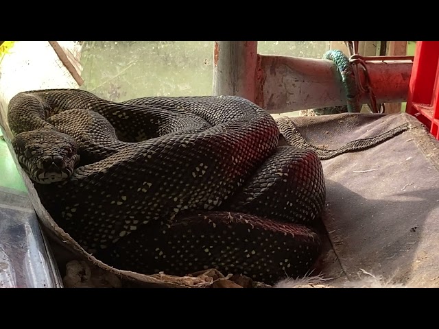 Our wild diamond python  indoors for winter