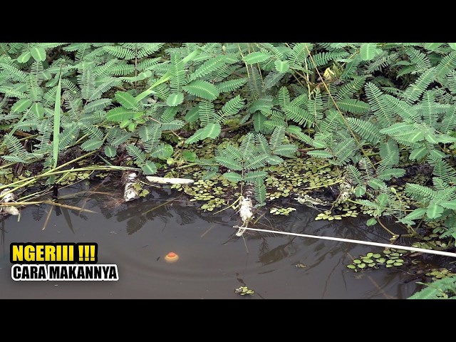 OMG!!! Don't get distracted by a beautiful fishing spot #SG-489