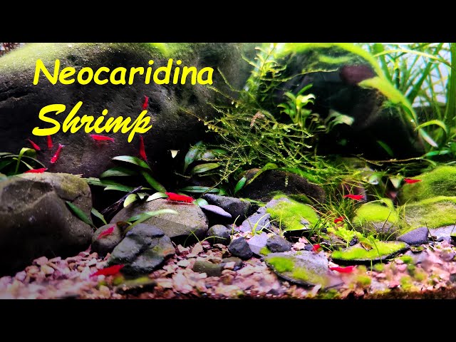 Gambas Neocaridinas: Acuario Ideal, Alimentación, Consejos, Parámetros & Variedades