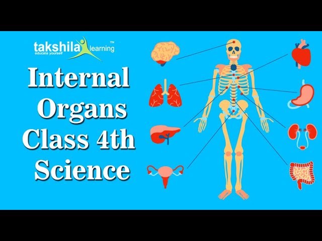 CBSE Class 4 Science | Internal organs | Human body | NCERT Solution | ICSE | science video lectures