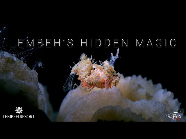 (ENGLISH) Lembeh's Hidden Magic: A closer look at the hidden macro life in the Lembeh Strait.