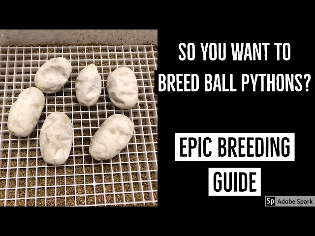 EPIC Ball Python Breeding Guide - PART 1
