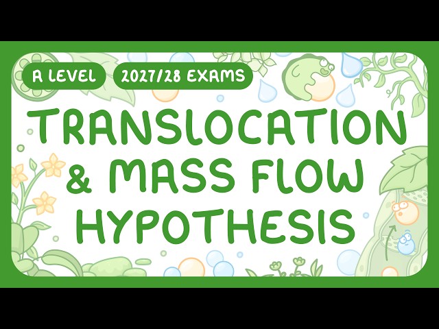 A-Level Biology - Translocation & Mass Flow Hypothesis | How Active Loading Works (2027/28 exams)