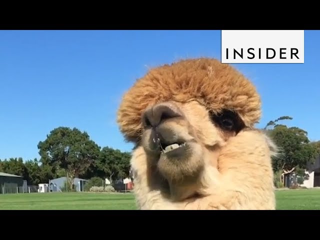 What It's Like To Have A Pet Alpaca