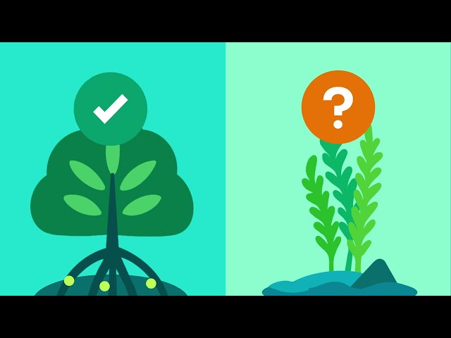 How do kelp forests sequester carbon?