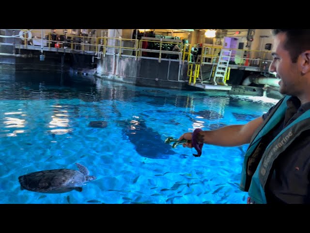 Bennett's Sea Turtle Encounter at Adventure Aquarium