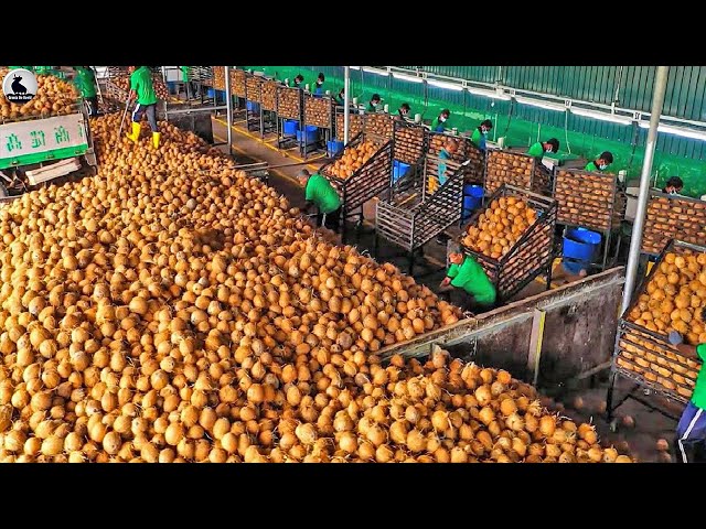 The world's largest coconut farm - making coconut ice cream and processing coconuts in a factory