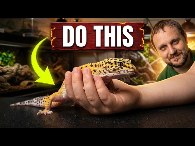 How to Introduce Children to Reptiles (The Right Way!)