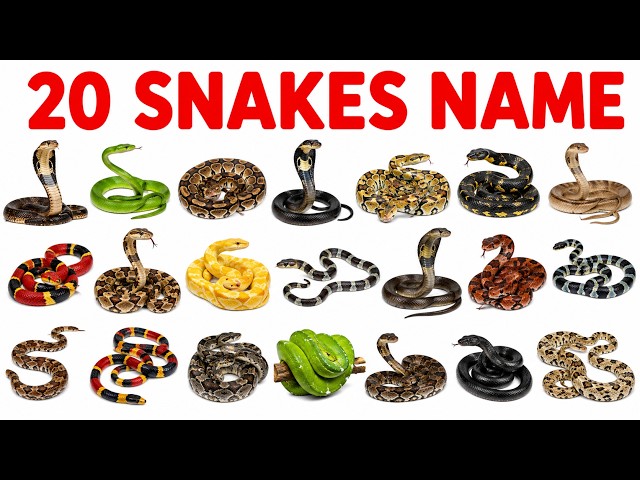सांपों के 20 नाम | 20 Snake Names in English | English Vocabulary | Kids Learning