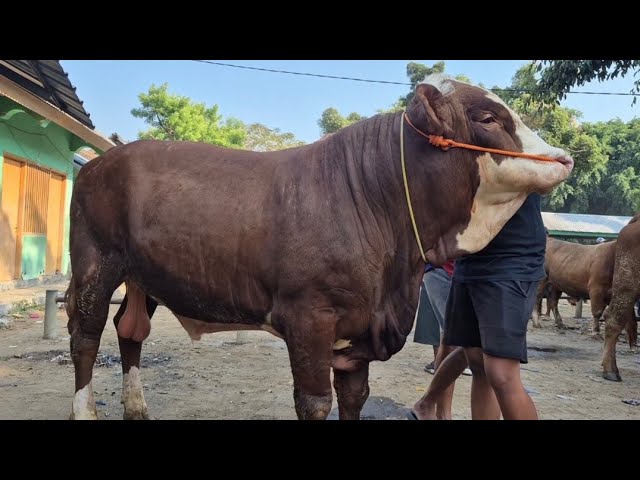 19 MILLION‼️LATEST PRICE FOR SIMMENTAL SUPER PROSPECT | Tuban Cattle Market