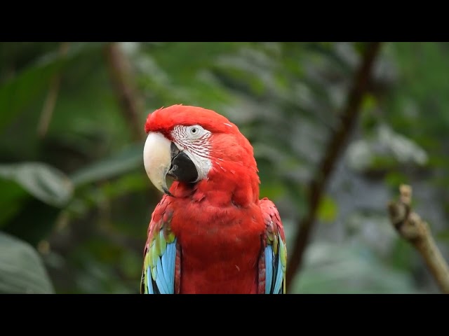 Parrot free stock video Free for use & downloud
