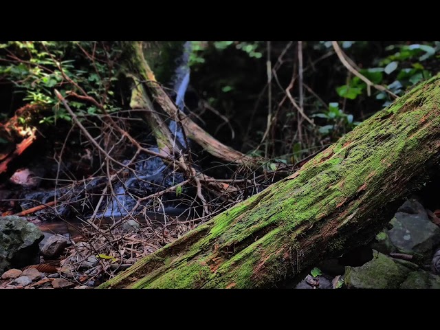 Relaxing Piano Music – Deep Sleeping, Healing Meditation & Calming River Flow Ambience
