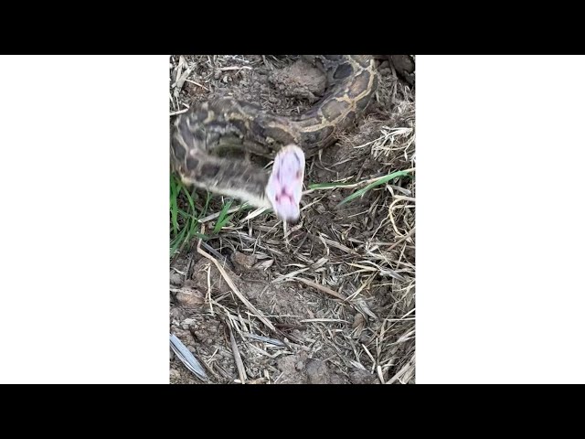 Crazy Encounter! Handling a Massive Wild Snake! 