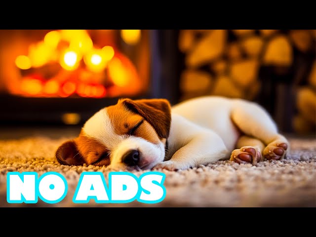 12 Hours of Relaxing Music🎶Calming Dog Music🐾Anti-Anxiety Dog Music🌙Perfect tones for deep calm