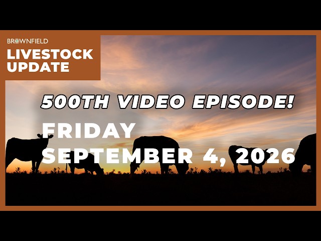 Cattle markets continue to face pressure | Weekly Livestock Market Update