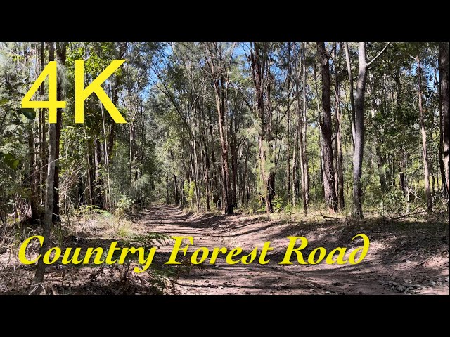 Spring Country Forest Road Ambience in a Windy Winters Day for ASMR white-noise background