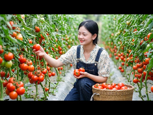 LIVE: We Harvest Everything & Cook It Fresh! Village Life | Harvest Homegrown Purple & Green Cabbage