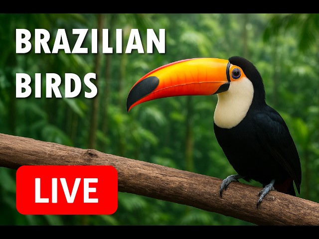 🔴 LIVE: Birds Bathing – Watch Brazilian Parakeets, Kiskadees & Canaries! - 2026-10-23 13:57