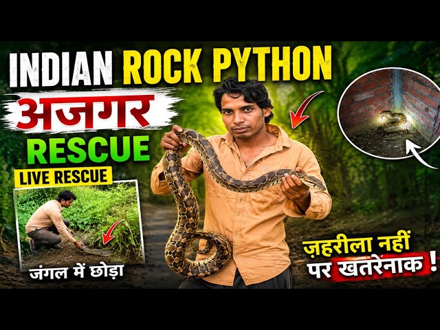 Indian Rock Python Rescue 🐍 | Indian Python Rescue & Safe Release in Forest | Full Rescue Video