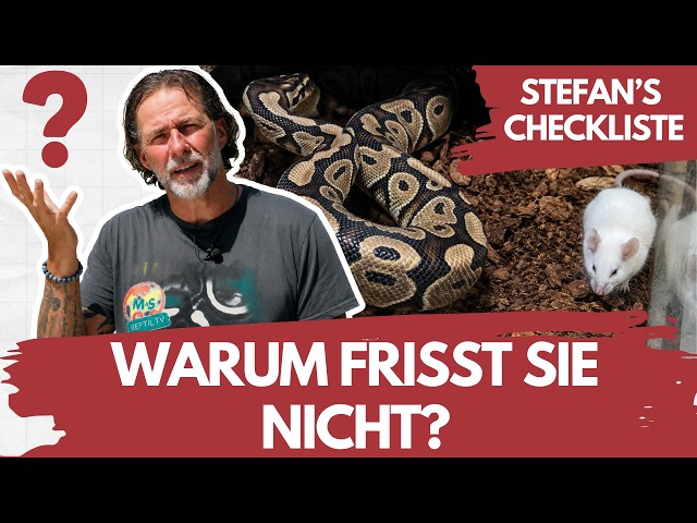 Your snake isn't eating? Whatever you do, DON'T do this!