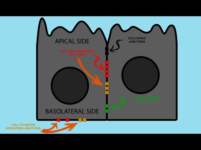 Epithelial Cell JUNCTIONS