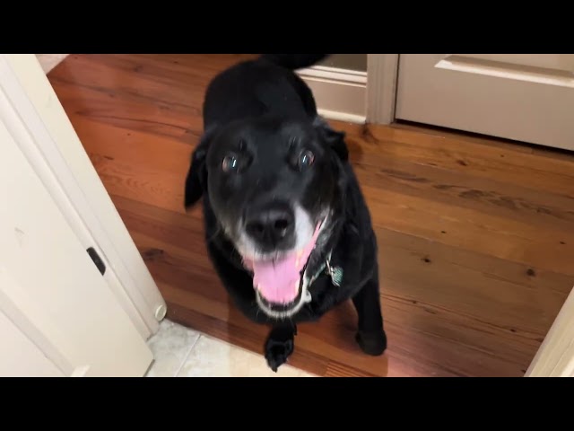 Shadow Gets Excited for Treats