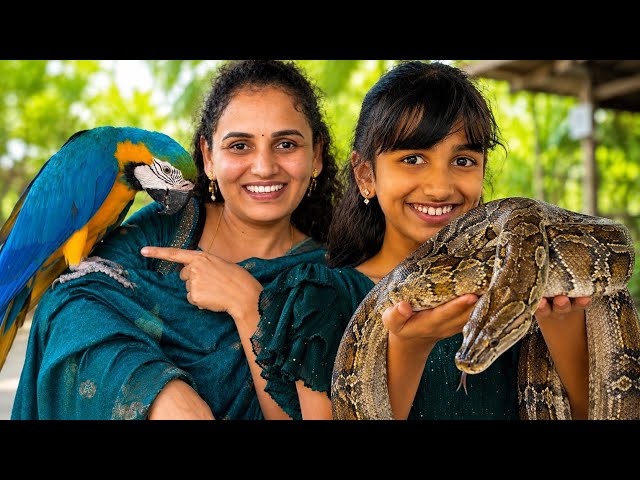 Ammu with a Snake 🐍😱 | Animal Park  Adventure @v5familyshow 